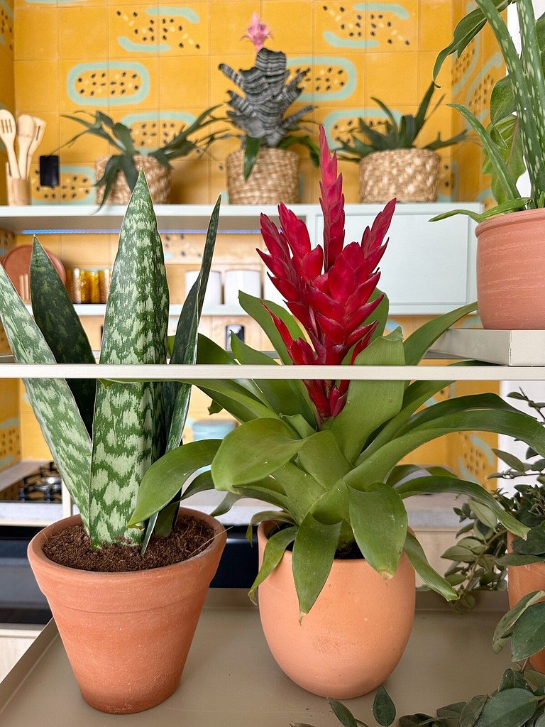 Profana@Último and. Copan por @yanaina_interiores