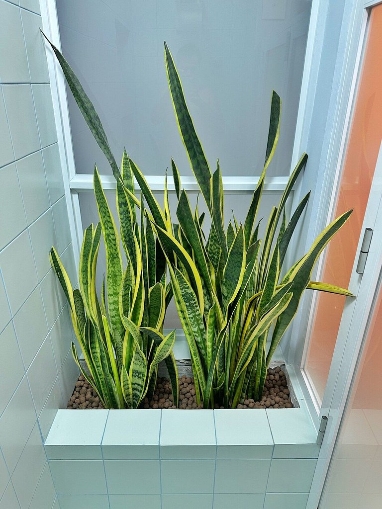 Profana@Último and. Copan por @yanaina_interiores