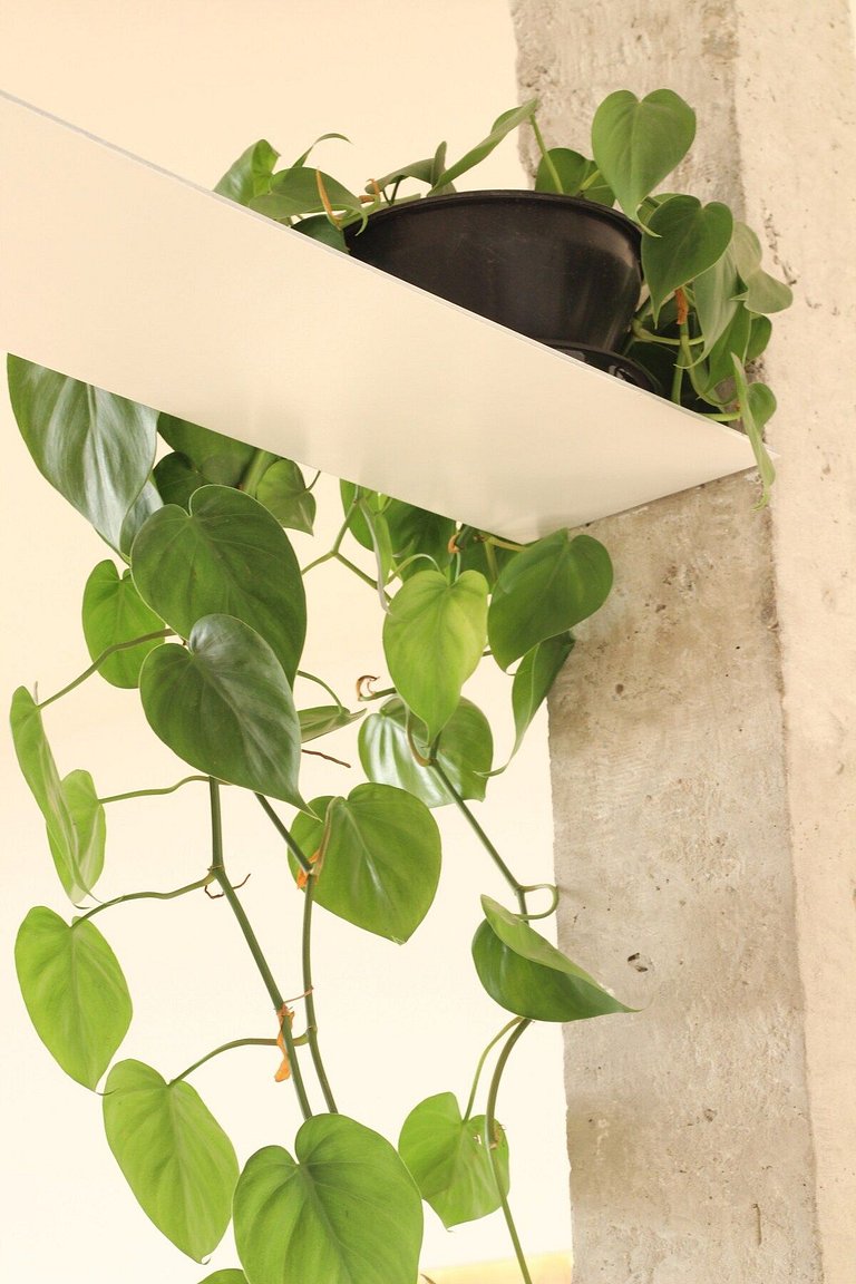 No topo do Copan-por @catenarch